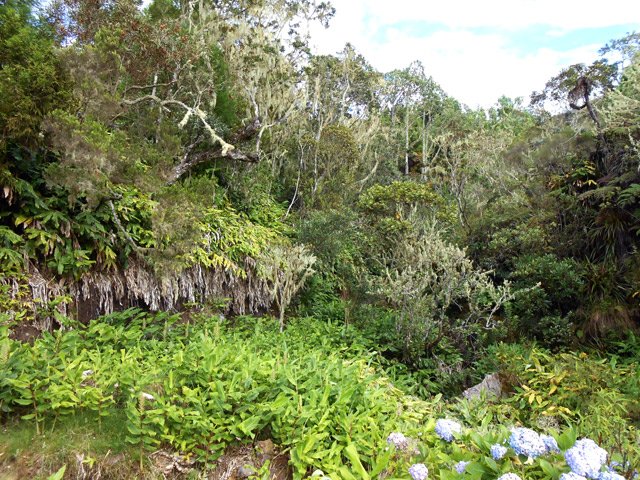 Végétation touffue au passage d'une petite ravine