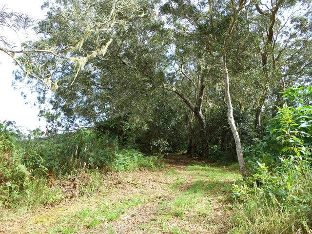 Début d'une belle traversée de bois de tamarins des Hauts