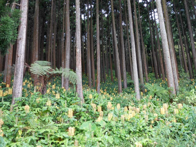 Dès le départ le ton jaune est donné par les fleurs de longoses (vert le reste de l'année)