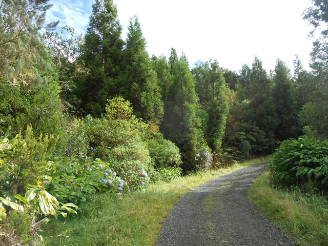 La Route Forestière 58 des hauts des Makes vaut à elle seule une randonnée agréable