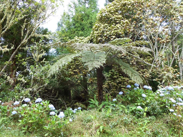 Les orthensias sont également très présents tout au long de la boucle