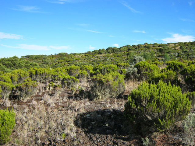 Changement total de végétation à 2100 m d'altitude