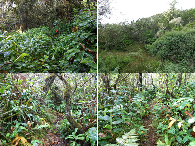 Quelques portions du Sentier du Piton des Merles. Beaucoup de longoses