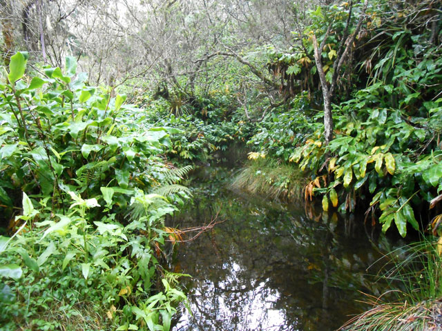 Le Bras de la Ravine Sèche (avec de l'eau toute l'année). Photographiée en amont du bassin