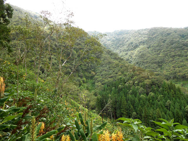 La vallée de la Ravine du Saut de la Vierge vue du début de la montée
