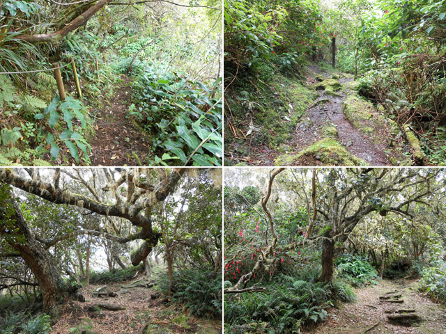 Grosse différence entre le sentier avant (a & b) et après la route 58 (c & d)