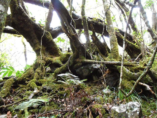 Quelques belles racines en forêt de bois de couleurs