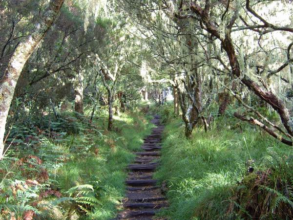 Le sentier avant l'arrivée au Plateau du petit Matarum