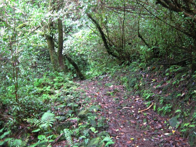 Portion de sentier un peu glissante