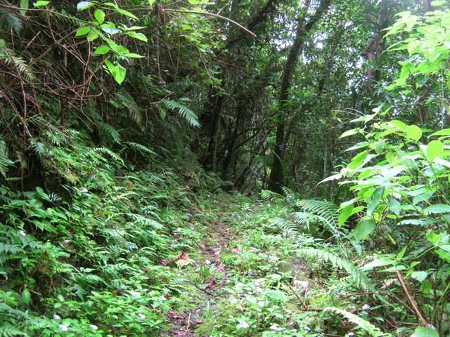 Une autre dans les plantes