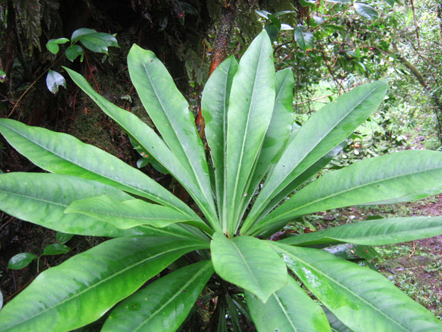 On rencontre de beaux spécimens de bois de savon