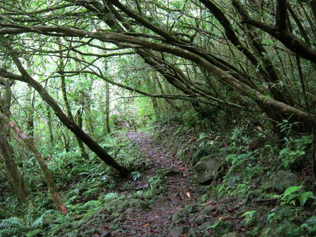 Le sentier, un peu sombre sous les jamrosats