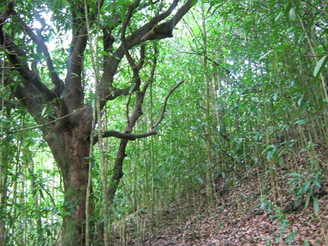 Partout, des manguiers dans la végétation