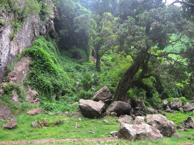 Partir aux rochers près du manguier et viser le 2ème gros arbre