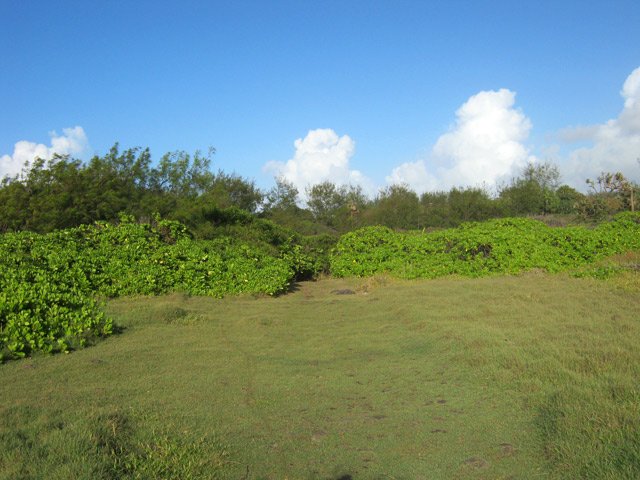La clairière avant d'arriver au Chemin de la Source