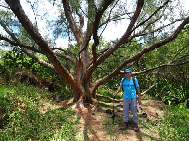 Très peu de filaos aux troncs rectilignes dans cette zone