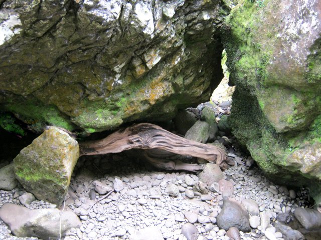 Chansons amont : racine malmenée par une crue