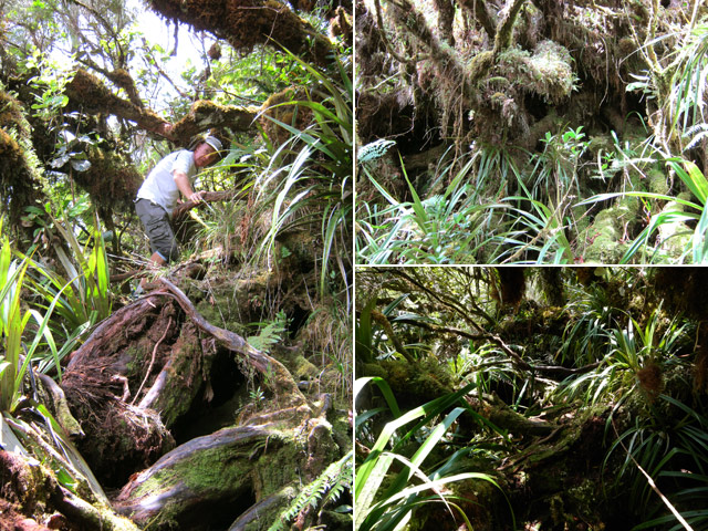 Chansons aval : quelques idées du magnifique sentier moussu sous les branles verts