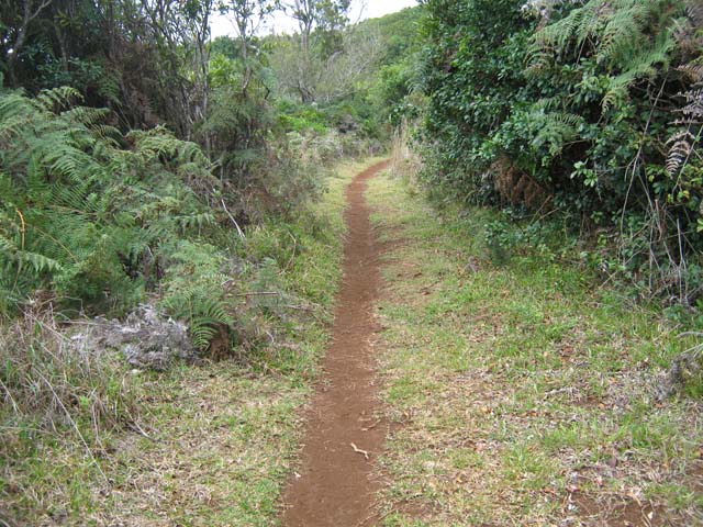 Le sentier à la sortie de la forêt de jamrosats pour retrouver la lumière