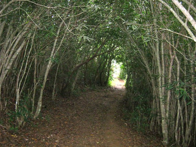 Allée sombre de jamrosas