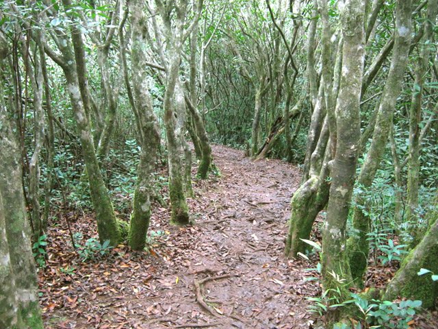 Plus de jamrosats que de bois de couleurs le long du GR