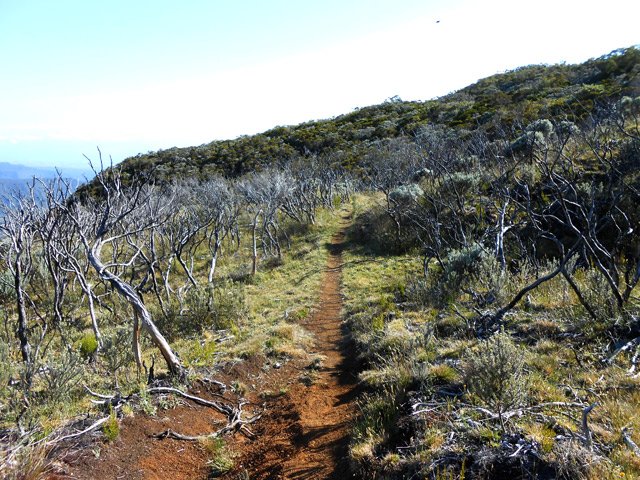 Sentier très agréable après le Piton de Caille dans les branles calcinés