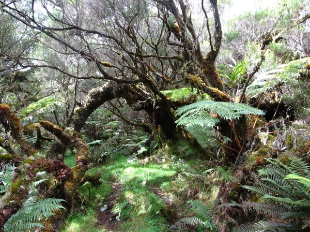 Superbes endroits de nature moussue