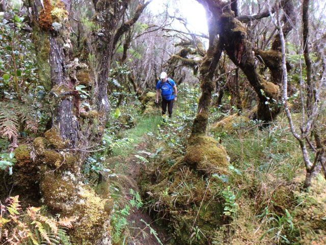 Progression plus facile à l'approche des anciens pâturages