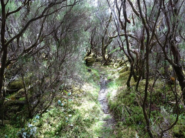 Interminable sentier dans les branles à l'approche du Piton de l'Eau