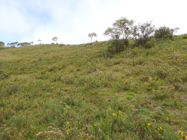 La dernière prairie qu'on longe se recouvre d'ajoncs et deviendra vite une friche