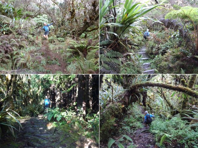 Descente constante jusque au Piton Doré sur plusieurs types de sentiers