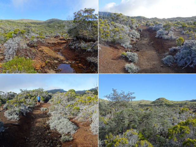 Quelques détails du sentier en direction du Piton Textor