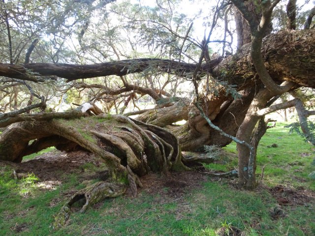 Le plus tortueux tamarin de la région au pied du Piton Tangue