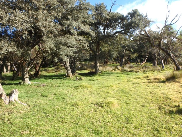 L'agréable tamarinaie du Piton Tangue