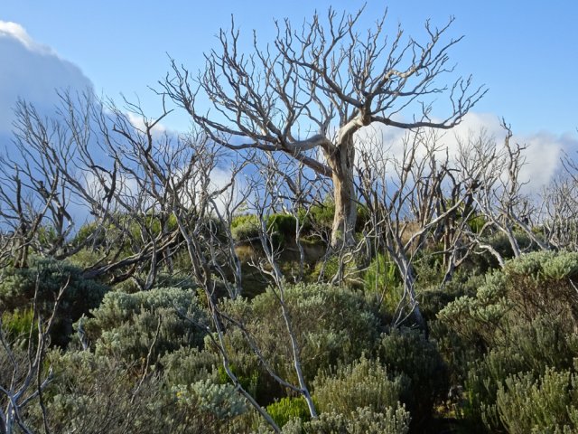 Vestiges de tamarins et branles calcinés à l'approche du Textor