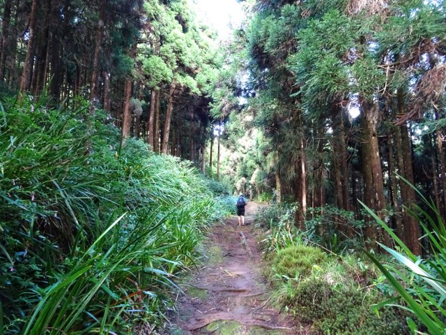 Montée tout d'abord agréable par le large sentier sous les cryptomerias