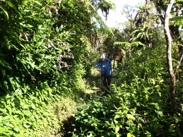 Végétation touffue à partir de la limite du Parc National