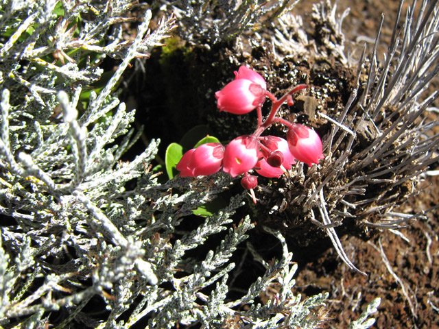 Jeune bois de rempart mais déjà fleuri