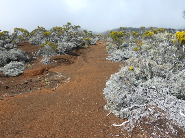 Beaucoup de petits branles gris sur le bord du sentier