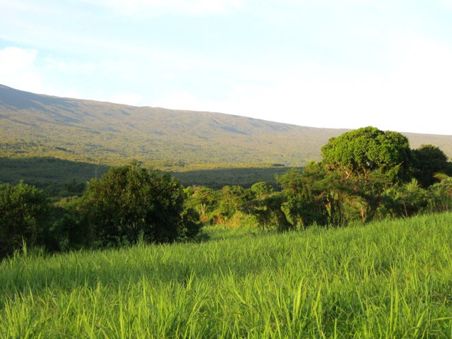 Vues sur la Forêt Domaniale du Piton de l'Eau