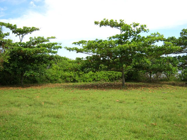 Larges aires de repos sous les babamiers