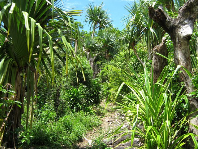 Sentier à plat où les pandanus abondent