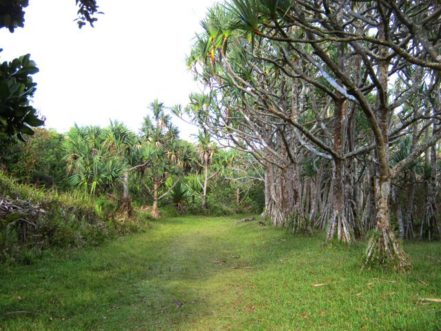 Larges esplanades près des vacoas après la petite ville