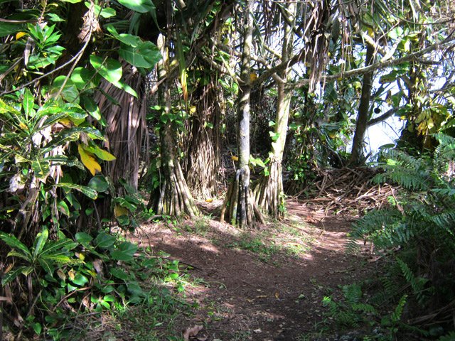 Cheminement agréable à l'ombre