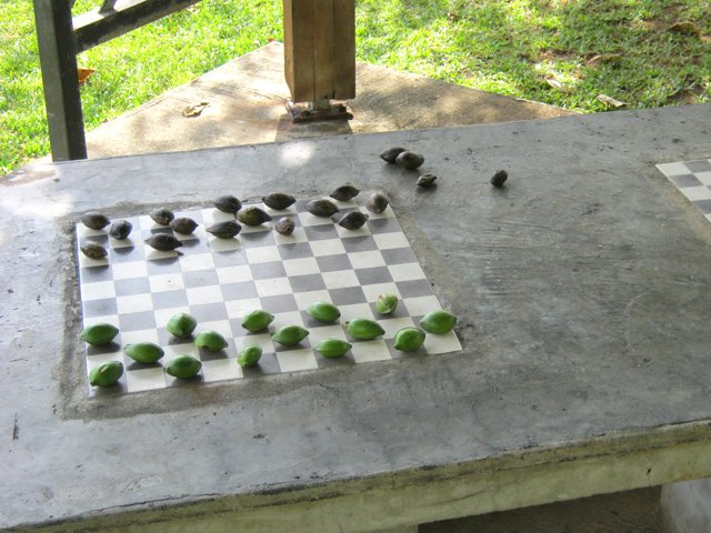 Inutile d'apporter ses pions, on les trouve sous l'arbre