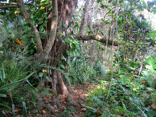 Le sentier sous les badamiers