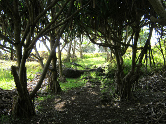 Une autre portion du sentier sous les vacoas