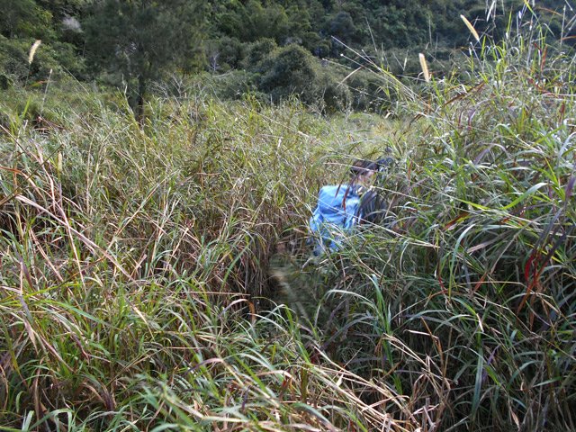 Départ dans les hautes herbes pour tenter de suivre le sentier