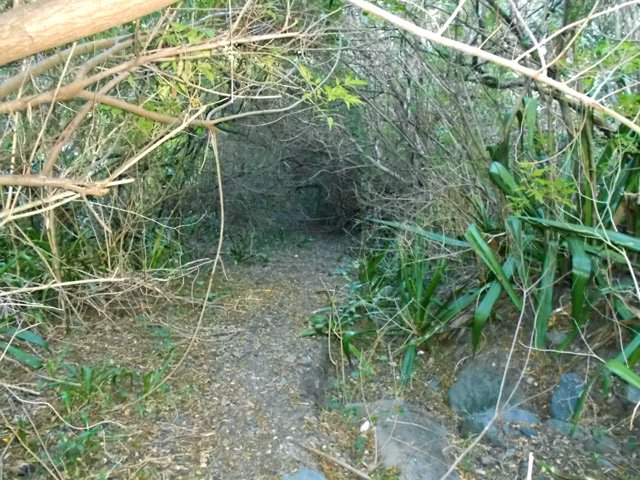 L'ancienne piste ne ressemble même pas à un sentier