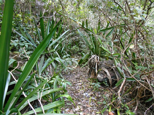 Le sentier dans les chocas sur une portion facile